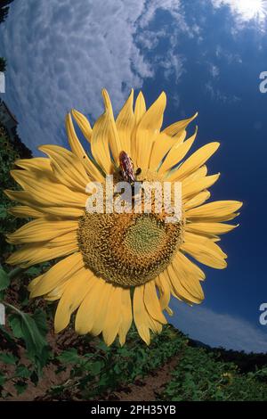 wasp, Scolia Flavifrons, su girasole, Helianthus annuus Wasp su girasole, Alghero, Lago di Baratz, Sardegna, Italia Foto Stock