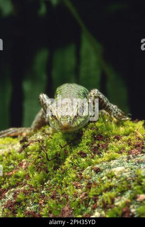 Lucertola, Lizard (Podarcis sicula), Sassari, Alghero, Sardegna, Italia Foto Stock