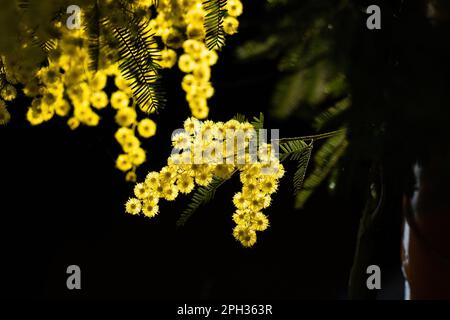 Fiori e fiori in vaso di mimosa, Acacia dealbata, simbolo della Festa della Donna celebrata il 8 marzo Foto Stock