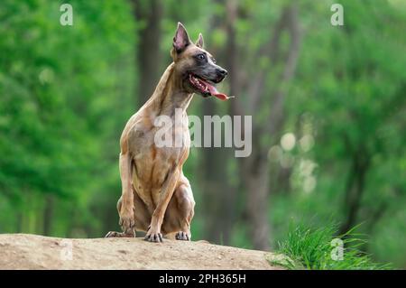 Divertente cane felice di razza belga malinois seduto nella foresta in estate Foto Stock