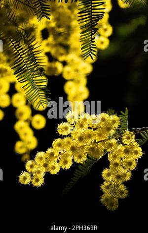 Fiori e fiori in vaso di mimosa, Acacia dealbata, simbolo della Festa della Donna celebrata il 8 marzo Foto Stock