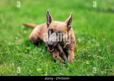 Cane divertente di razza belga malinois masticare bastone di legno all'aperto Foto Stock