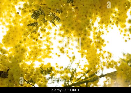 Fiori e fiori in vaso di mimosa, Acacia dealbata, simbolo della Festa della Donna celebrata il 8 marzo Foto Stock