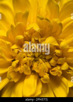 fiore giallo primo piano Foto Stock