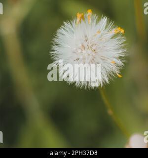 bianco e giallo landelione morbido fiore Foto Stock