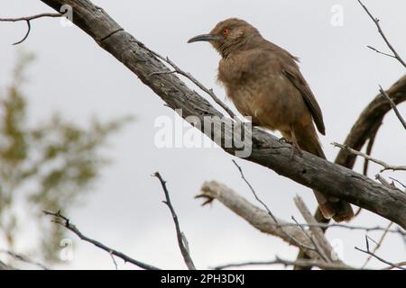 Il Thrasher a becco ricurvo al Lost Dutchman state Park a Apache Junction, Arizona Foto Stock