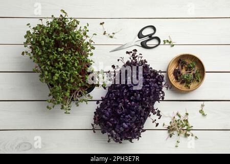 Microgreens di ravanello fresco in contenitori di plastica vicino a forbici su tavolo di legno bianco, piatto Foto Stock