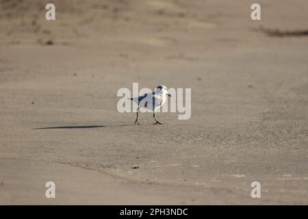 un uccello in piedi sulla cima di una spiaggia di sabbia Foto Stock