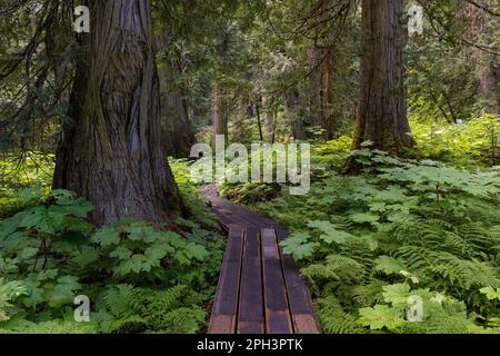 Cedri rossi occidentali (Thuja plicatain) e sentiero a piedi nel parco provinciale di Chun T’oh Whudujut Ancient Forest, Prince George, British Columbia, Canada. Foto Stock