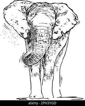 Elefante africano. Disegno a mano, illustrazione vettoriale Illustrazione Vettoriale