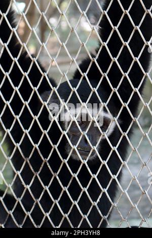 Un gibbone dall'aspetto triste è bloccato in una gabbia. Foto Stock