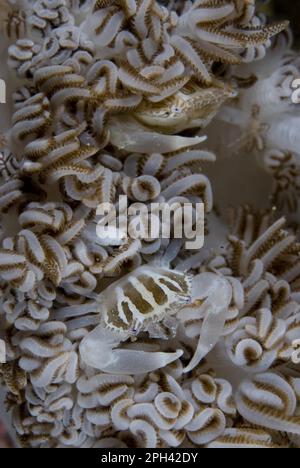 Granchio di porcellana a tre lobi (Porcellanella triloba), altri animali, Granchi, Crostacei, Animali, Granchio in porcellana per due adulti, mimetinato su corallo Foto Stock