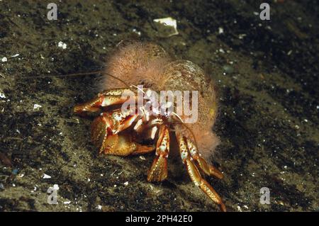 Granchio eremita comune (pagurus bernhardus) adulto, con pelliccia di granchio eremita idroid (Hydractinia echinata) su conchiglia, su fango in fango marino, Loch Fyne, Argyll e. Foto Stock