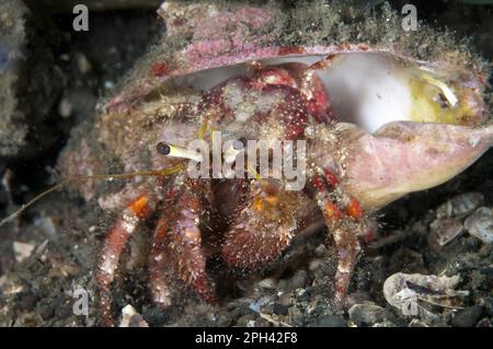 Granchio eremita rosso peloso (lagopodi Dardanus), altri animali, Crostacei, animali, Granchio eremita a ginocchio scuro Foto Stock