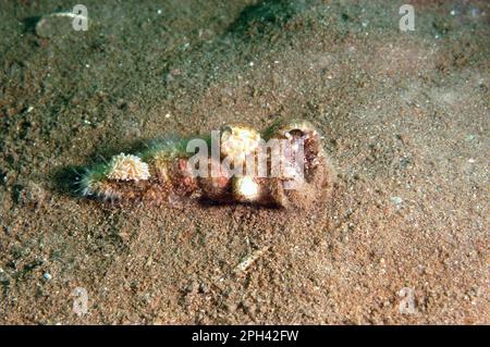 Granchio eremita peloso (pagurus cuanensis) adulto, con lumaca di mare (Cuthona nana) che si nutrono di idroide (Hydractinia spec.) Su conchiglia, Torbay, Devon, Inghilterra Foto Stock