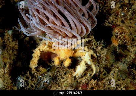 Granchio ragno a zampe lunghe (Inachus phalangium) adulto, accanto a anemone opelet (Anemonia viridis), Portland Bay, Dorset, Inghilterra, Gran Bretagna Foto Stock