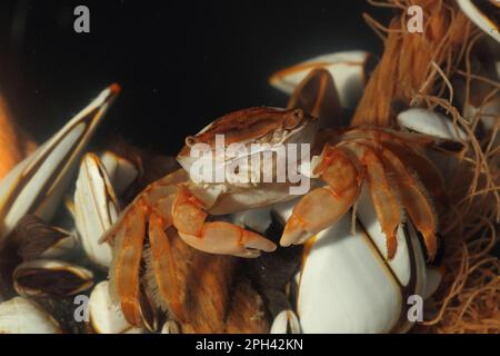 Adulto Columbus granchio (aerei minutus) lavato sulla spiaggia tra un gruppo di barnacoli d'oca (Lepas spec.), Chesil Beach, Dorset, Inghilterra, Unito Foto Stock