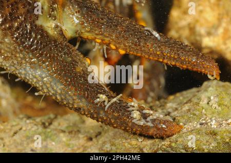 Gamberi d'acqua dolce con artigli bianchi (Austropotamobius italicus) maschio adulto, primo piano di artiglio con annelide parassita (Branchiobdella astaci) Foto Stock