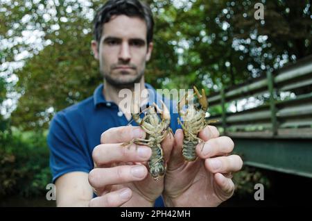 Gamberi di fiume Atlantico (Austropotamobius pallipes) due adulti, tenuti da MAN (Jake Reeds) sotto licenza, River Witham, Lincolnshire, Inghilterra, United Foto Stock