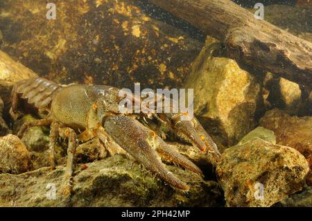 Gamberi d'acqua dolce con artigliatura bianca (Austropotamobius italicus) maschi adulti, con ectoparassiti annelidi (Branchiobdella astaci) attaccati Foto Stock