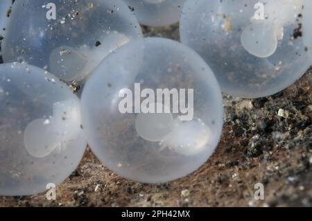 Seppie flamboyant del pepe (Metasepia pfefferi) primo piano delle uova con sviluppo giovane, nella parte inferiore del guscio di cocco, Lembeh Strait Foto Stock