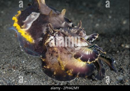 Prachtsepias, Prachtsepias di Pfeffer, Cuttsepias di Flamboyant (Metasepia pfefferi), Prachtsepias di Pfeffer, Cuttsepias di Flamboyant, altri Foto Stock