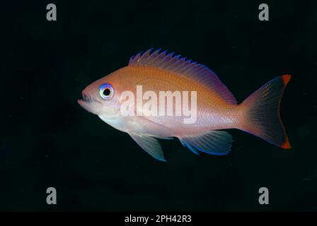 Pesci ragno, anthias stocky (ipselosoma di Pseudanthias), Seabass, altri animali, pesci, animali, Stocky Anthias adulta femmina, nuoto, Lembeh Straits Foto Stock