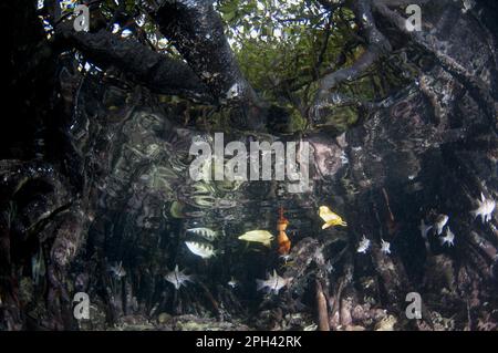 Pesce arcifero bandito (jaculatore Toxotes) e pesce cardinale orbicolare orbicolare (Sphaeramia orbicularis) adulti, nuoto tra le radici di alberi di mangrovie, ad ovest Foto Stock