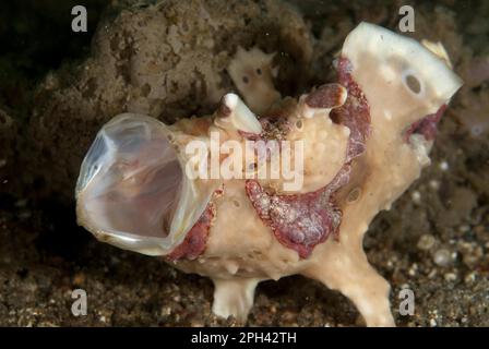 Rana pescatrice (Antennarius maculatus), rana pescatrice, rana pescatrice, altri animali, Pesci, pesci anglosassoni, animali, rana pescatrice Warty Foto Stock