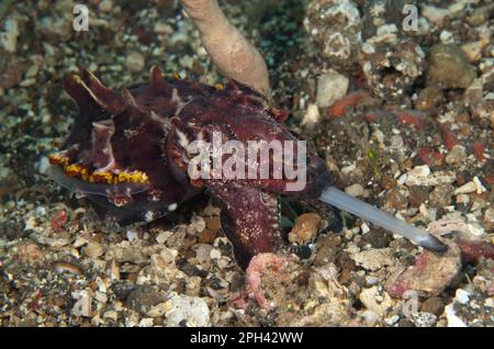 Seppie adulte flamboyant (Metasepia pfefferi), nutrimento, con tentacoli allungati, Lembeh Strait, Sulawesi, Isole Sunda, Indonesia Foto Stock