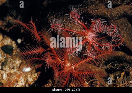 Stella di piuma rosa, stella di piuma rosa, altri animali, Echinodermi, animali, Stella piuma, primo piano Rosy (Antedon bifida) Foto Stock