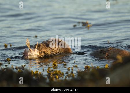 Lontra europea (Lutra lutra), femmina adulta, che si nutre di un padre di razza toro (Myoxocephalus scorpius) nel mare, Isola di Mull, Ebridi interne, Scozia Foto Stock
