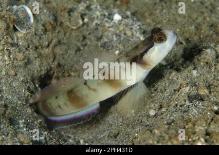 Goby mascherato, goby mascherato, gamberetti mascherati (Amblyeleotris gymnocephala), altri animali, pesci, animali, gobie, Gamberetti mascherati gby adulto, al burrow Foto Stock