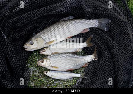 Europeo Cub (Squalus cephalus) adulto, Roach (Rutilus rutilus) due adulti, e Common Blak (Alburnus alburnus) adulto, catturato in rete, Nottingham Foto Stock