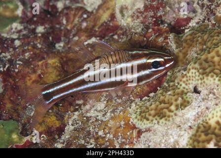 Cardinalie, cardinalie nere (Apogon nigrofasciatus), altri animali, Pesci, simili al pesce persico, animali, Blackstripe Cardinalfish adulto, con Foto Stock