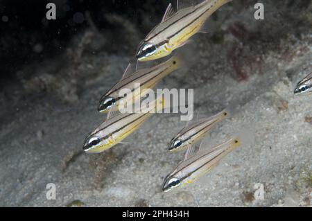 Pesci cardinale, pesci cardinalici, altri animali, pesci, pesci perch-like, Animali, Toothy Cardinalfish (Cheilodipterus isostigmus) adulti, nuoto nella barriera corallina a. Foto Stock