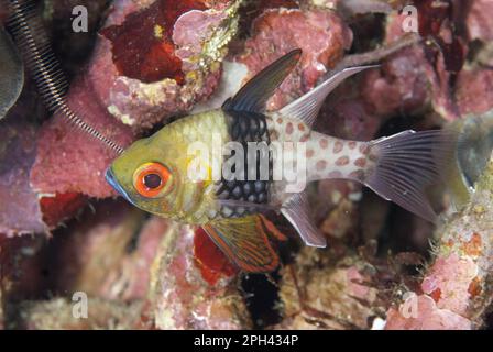 Pajama Cardinalfish (Sphaeramia nematoptera) adulto, nuoto sulla barriera corallina, Lembeh Straits, Sulawesi, Isole Sunda, Indonesia Foto Stock