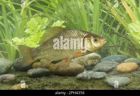 Carpa crociana (Carassius carassius) adulto, nuoto, Sussex, Inghilterra, Regno Unito Foto Stock