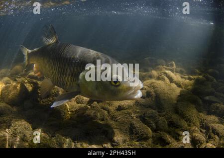 Europeo Cub (Squalus cefalus) adulto, nuoto sul letto di ghiaia del fiume, Nottinghamshire, Inghilterra, Regno Unito Foto Stock