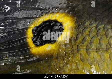 Altri animali, pesci, animali, cichlidi, spigola di pavone (Cichla ocellaris) adulto, primo piano di eyespot sulla coda, fiume Rupununi, Guyana Foto Stock