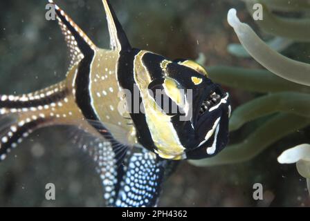 Pesce cardinale Banggai (Pterapogon kauderni), pesce cardinale Molucco, pesce cardinale Banggai, pesce cardinale Molucco, altri animali, Pesce, come Perch Foto Stock