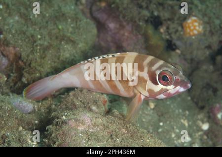 Cernie, cernie, altri animali, Pesci, simili a persici, Animali, Gruppe nero (Epinephelus fasciatus cruentatus) adulto, Ambon Island, Maluku Foto Stock