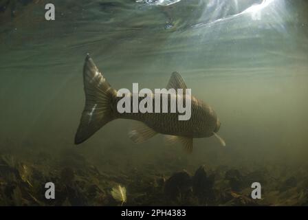Europeo Cub (Squalus cefalus) adulto, nuoto via nel fiume, fiume Witham, Lincolnshire, Inghilterra, Regno Unito Foto Stock