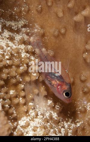 Cardinalfish, Cardinalfish, altri animali, Pesce, simile al pesce persico, Animali, solitario Pesce cardinale (Cercamia eremia) adulto, su corallo, immersione notturna, Ambon Foto Stock