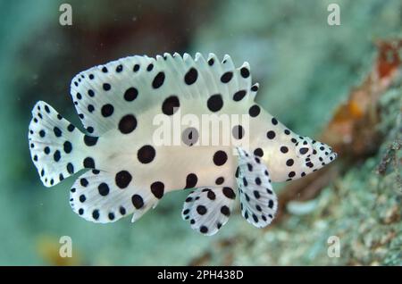 Gruppo humpback (Cromileptes altivelis) adulto, nuoto, Lembeh Straits, Sulawesi, Greater Sunda Islands, Indonesia Foto Stock