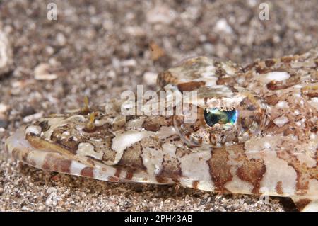 Testa di Broadhead (Thysanophrys arenicola) adulto, primo piano della testa, di notte, Isola di Lembata, Arcipelago di Solor, Isole Lesser Sunda, Indonesia Foto Stock