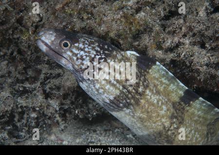 Moray Eel, Moray Eels, animali, altri animali, pesci, Moray Eels, Barred Moray Eel (Echidna polyzona) adulto, primo piano, nella barriera corallina di notte Foto Stock