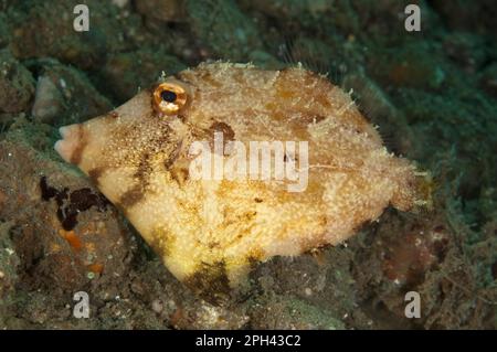 Alghe Pesci filiaci, Pesci filiaci (Pseudomonacanthus macrurus), Pesci filiaci, altri animali, Pesci, Animali, Filefish Strapweed adulto, sul fondale marino, Ambon Foto Stock