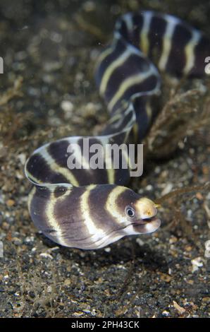 Anguille morene, animali, altri animali (Pesci), anguille morene, Barred Moray Eel (Echidna polyzona) adulto, nuoto libero sul fondale di notte Foto Stock