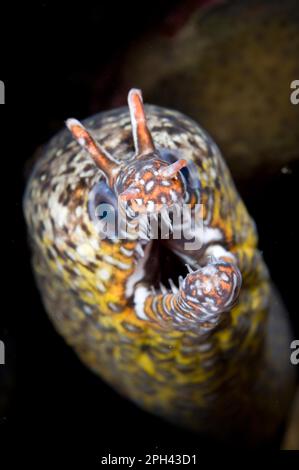 Anguilla di drago, morene di drago (Enchelycore pardalis), animali, altri animali, pesci, anguille morene, Dragon Moray Eel adulto, primo piano della testa, volo Foto Stock